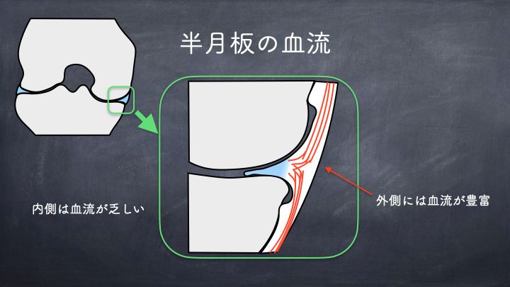 半月板　血流